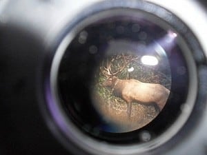 An adult bull as seen through a scope