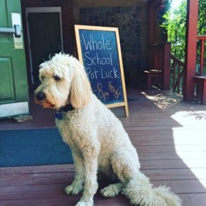 welcome dog