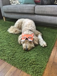 willow in director's office