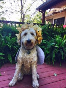 willow dog dressed as a fairy