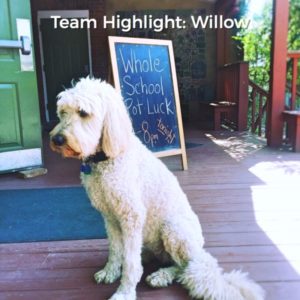 willow the welcome dog